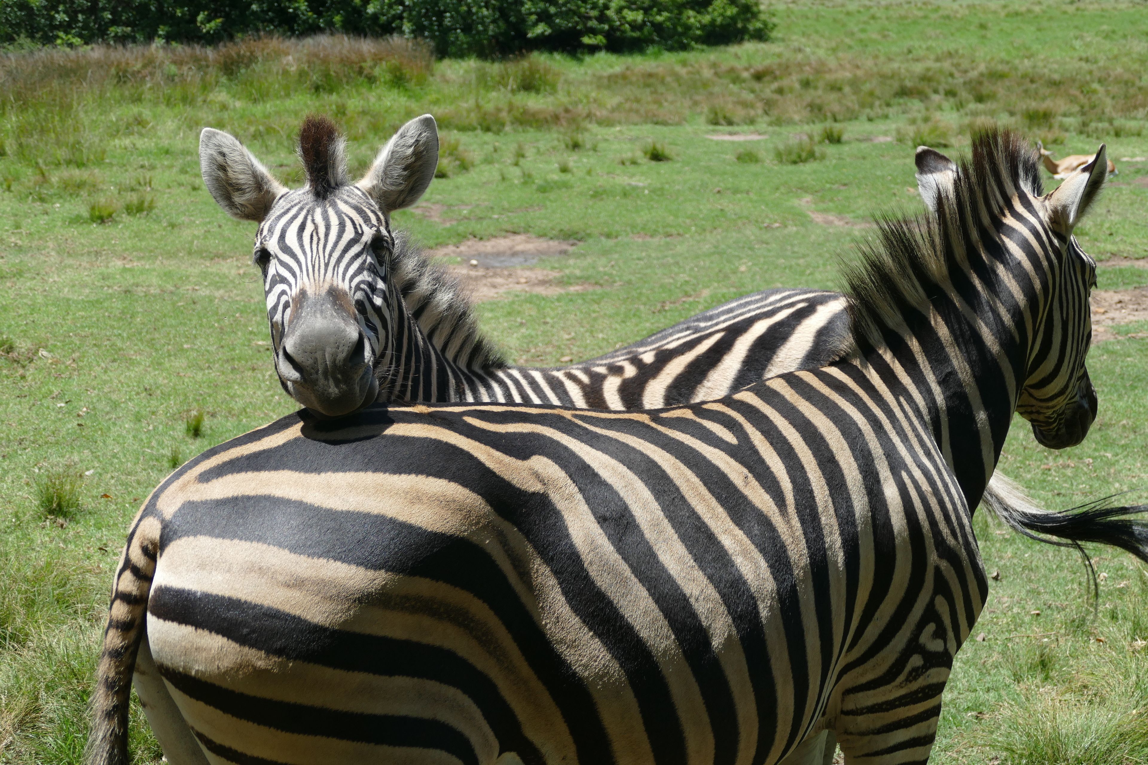 Twee zebra's staan in een grasveld.