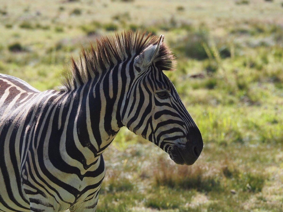 A zebra in a grassy field.