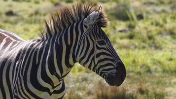 A zebra in a grassy field.