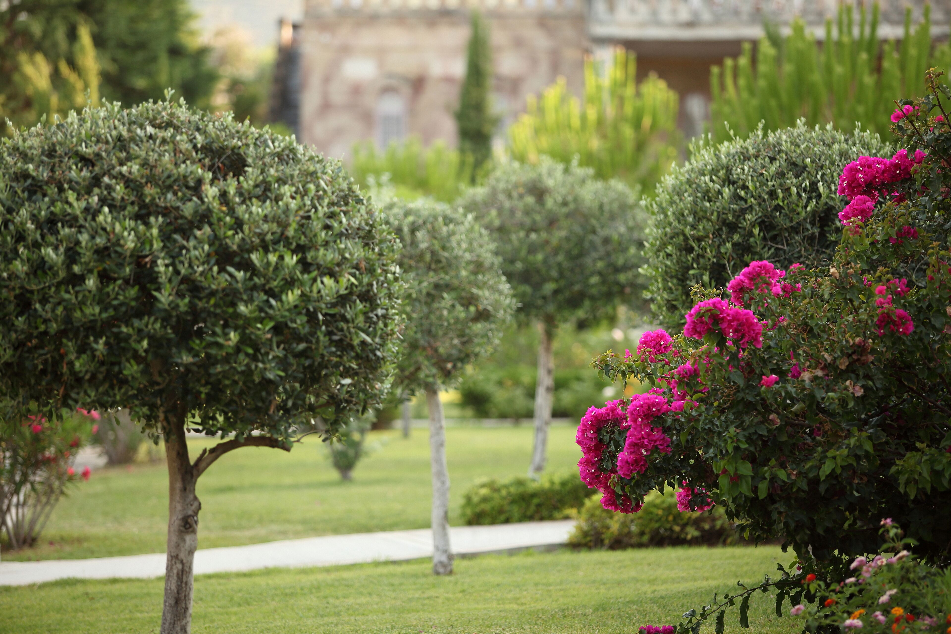 A well-maintained garden with neatly trimmed hedges and vibrant bougainvillea flowers.