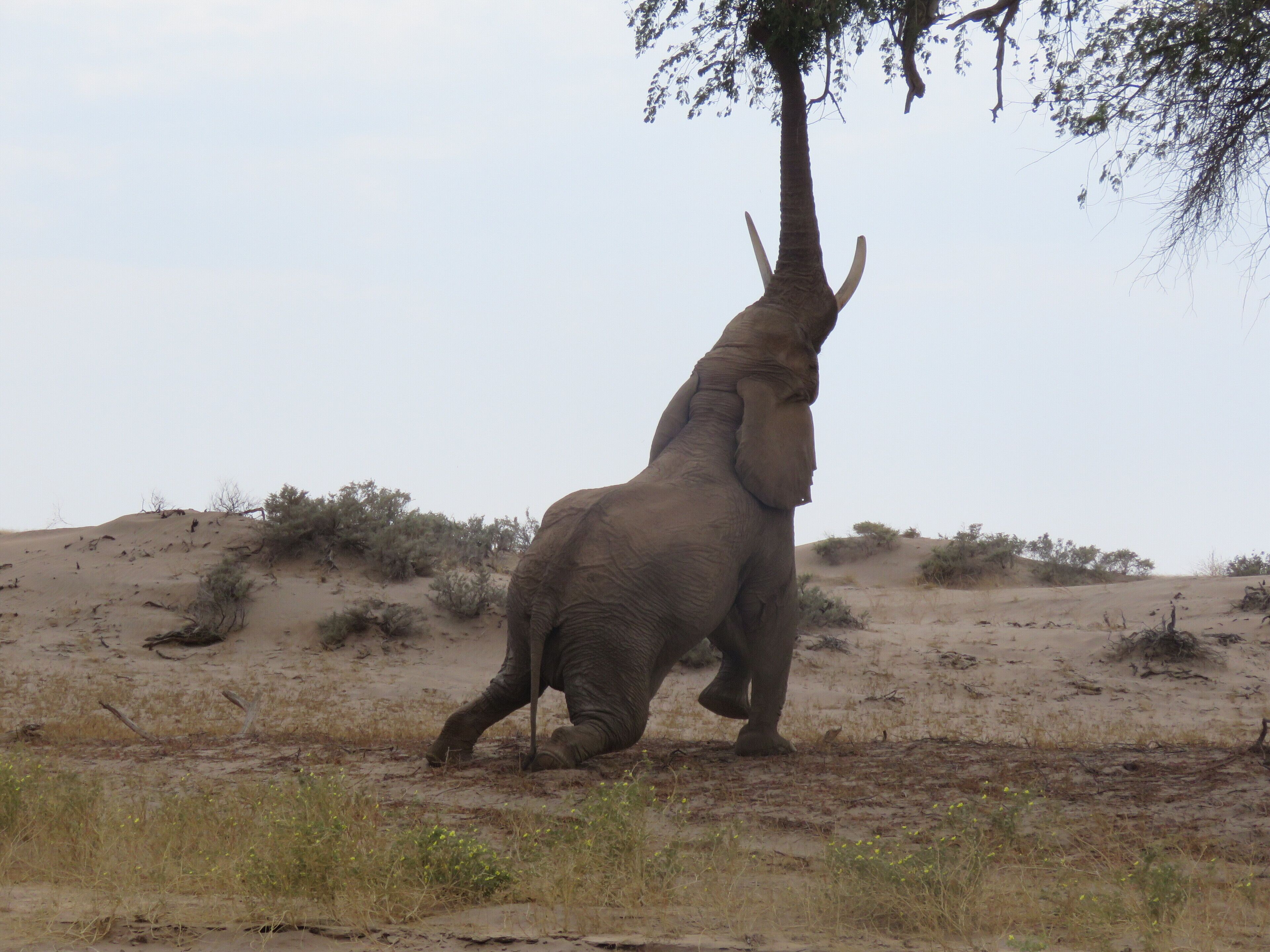 Een olifant in een natuurlandschap met schaarse begroeiing en een heldere lucht.