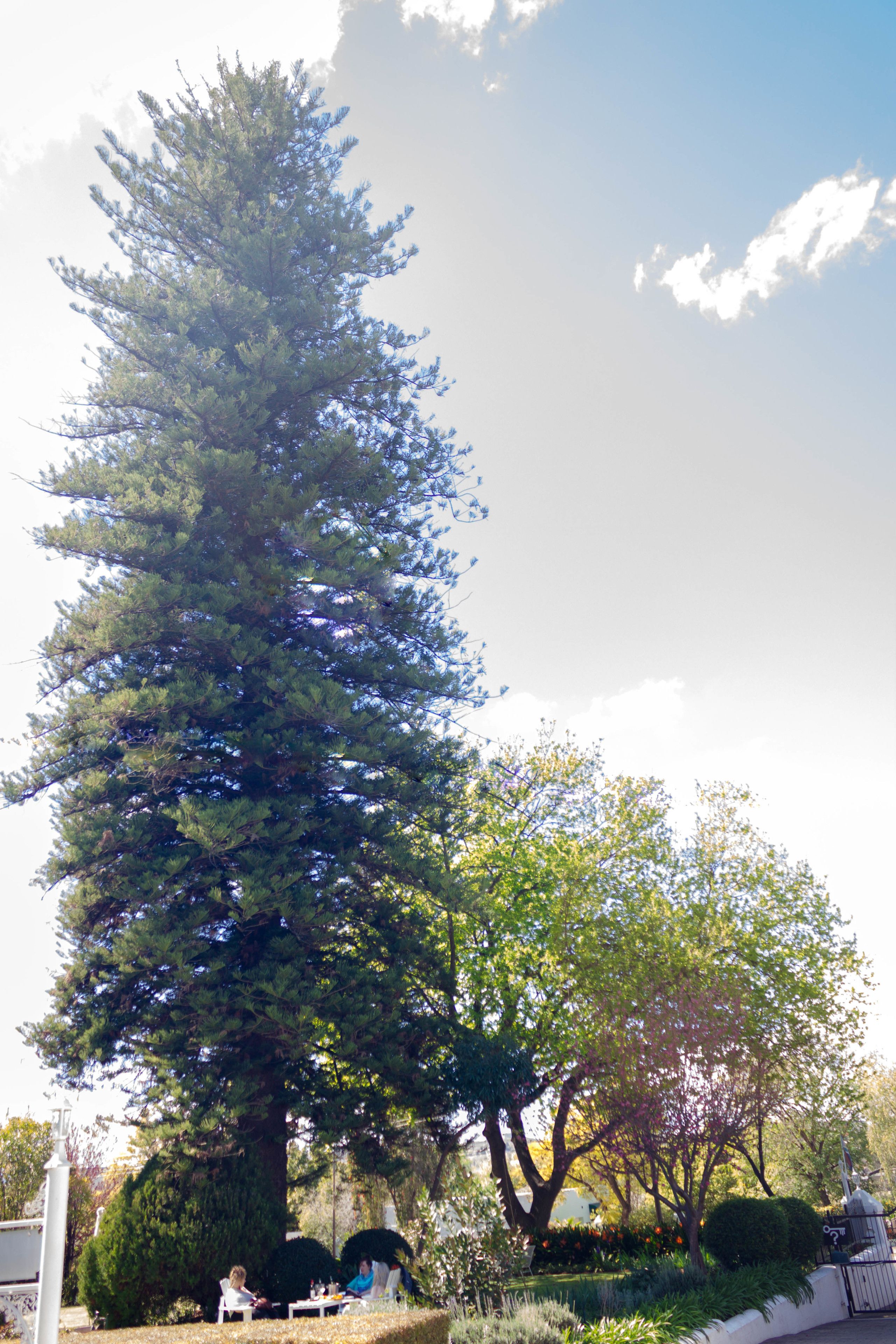 Un alto árbol de coníferas en un jardín ajardinado con cerca blanca y banco.