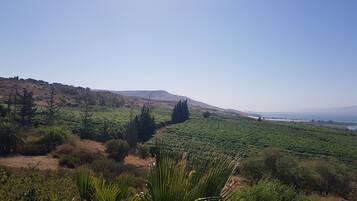 Viñedo con hileras de vides que se extienden hacia una masa de agua distante bajo un cielo despejado.