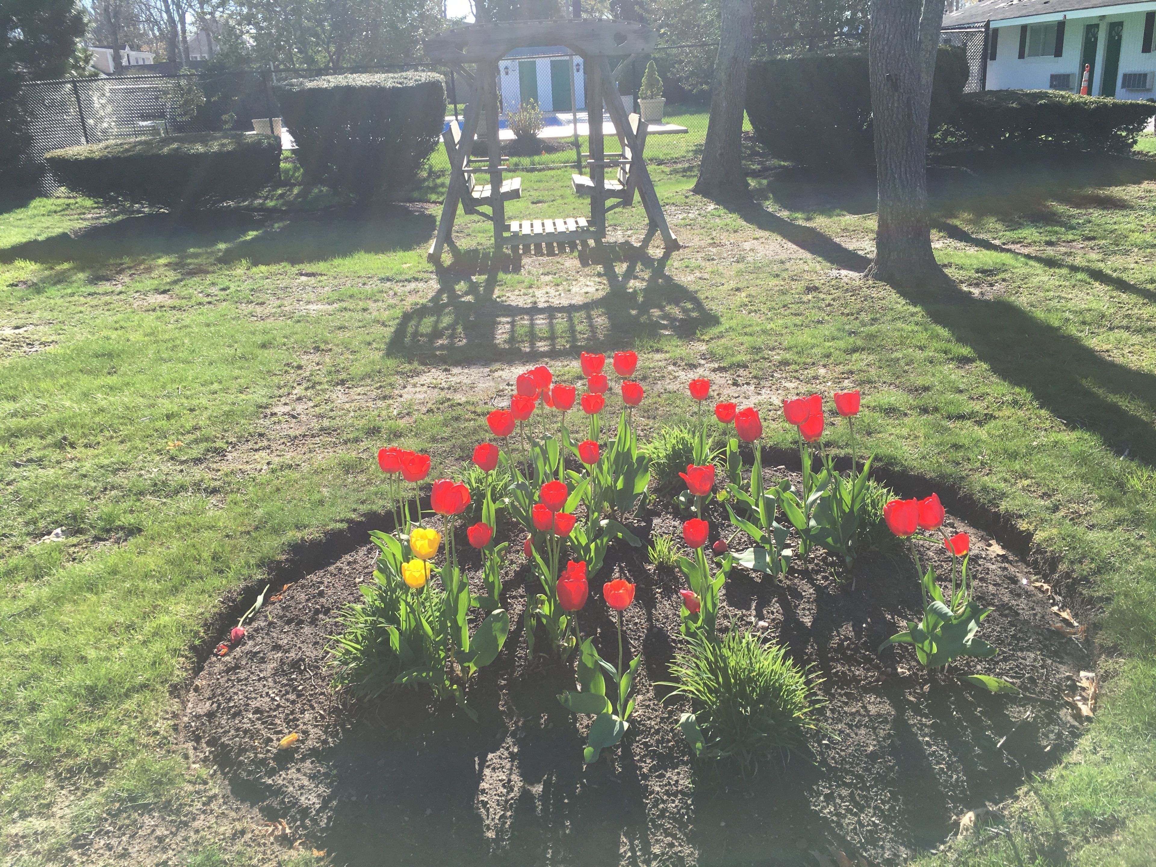 Een tuin met rode en gele tulpen, een houten bankje en een tuinhuisje op de achtergrond.