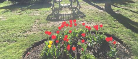 Een tuin met rode en gele tulpen, een houten bankje en een tuinhuisje op de achtergrond.
