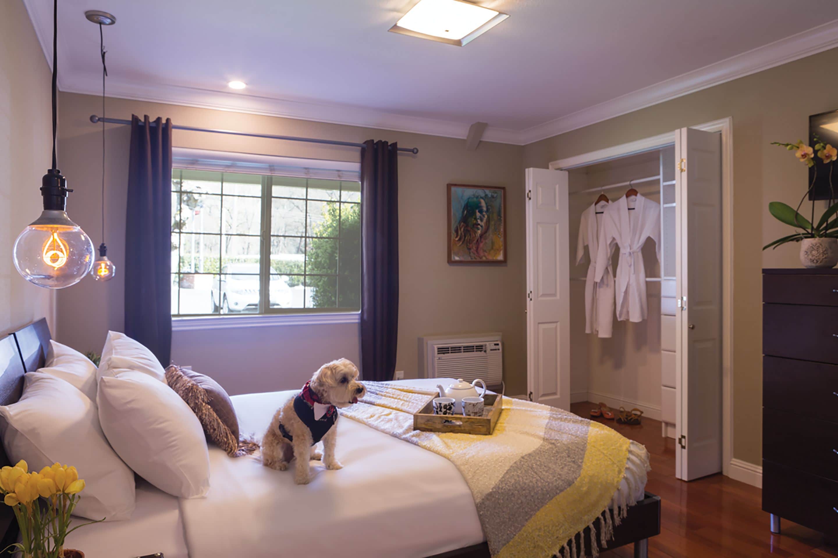 Una habitación de hotel con cama, ventana con cortinas, un cuadro en la pared, armario con ropa y planta sobre un tocador.