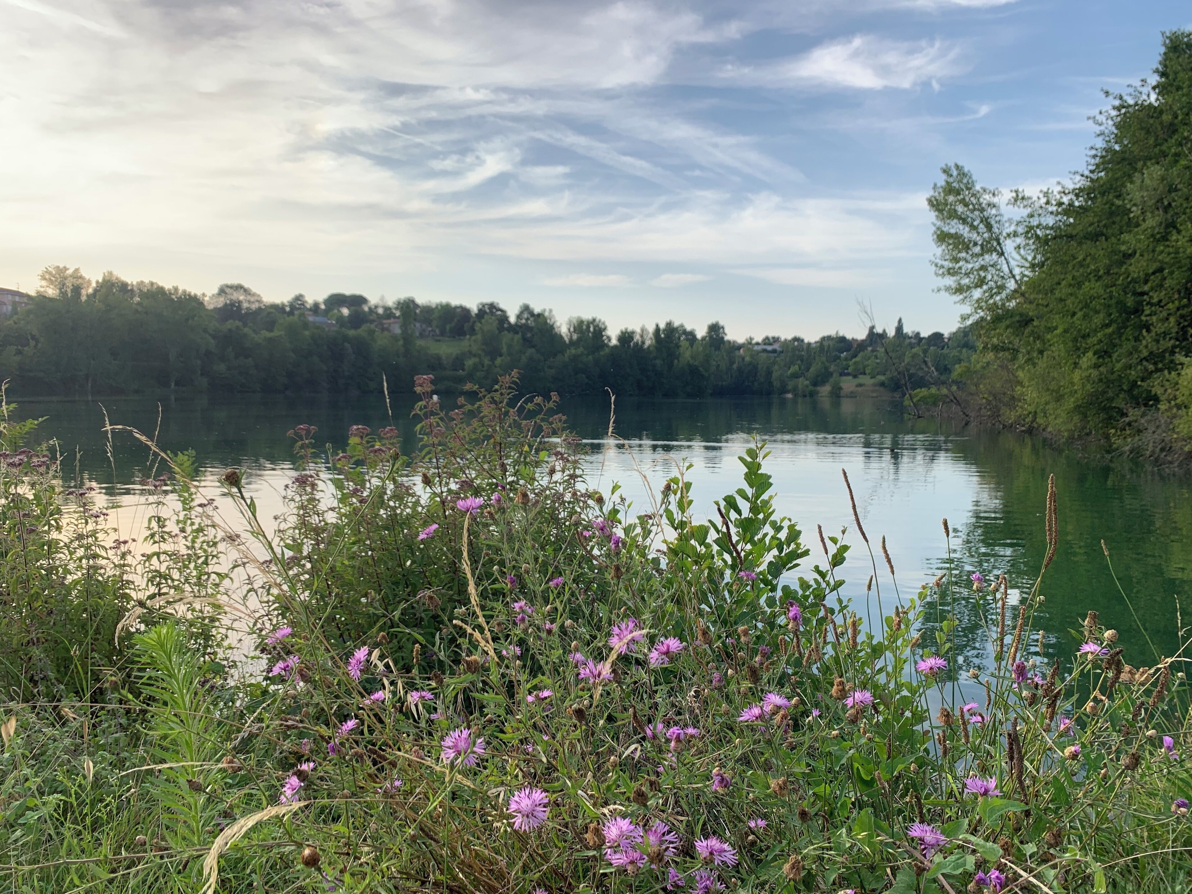Una vista tranquila del lago, con abundante vegetación y aguas calmadas.