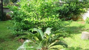 Una planta de palma en maceta en un jardín.