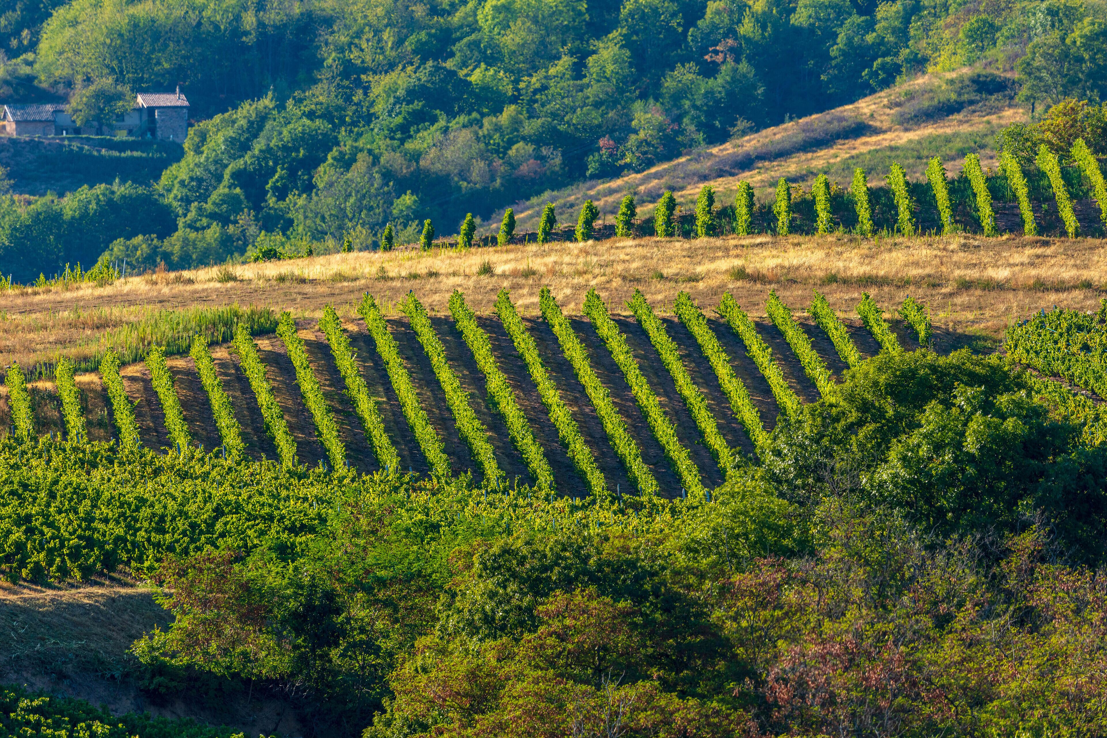 A vineyard with rows of grapevines on a hillside.