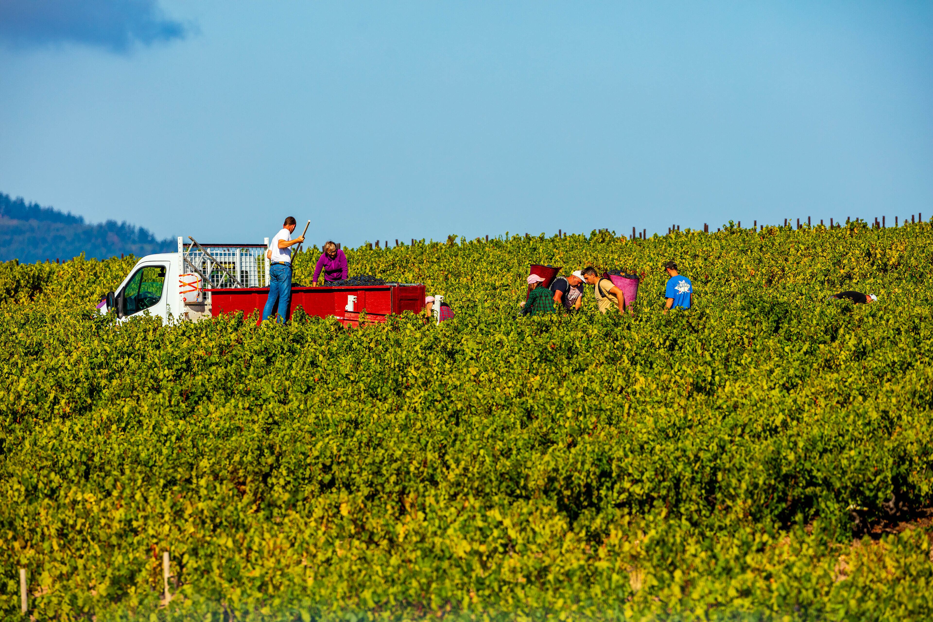 A vineyard with rows of grapevines and a white truck parked among them.
