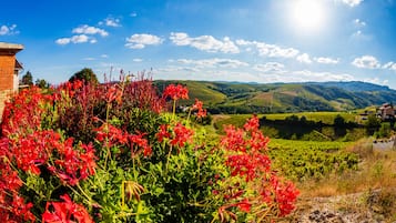 A vineyard with red flowers in the foreground and rolling hills in the background.