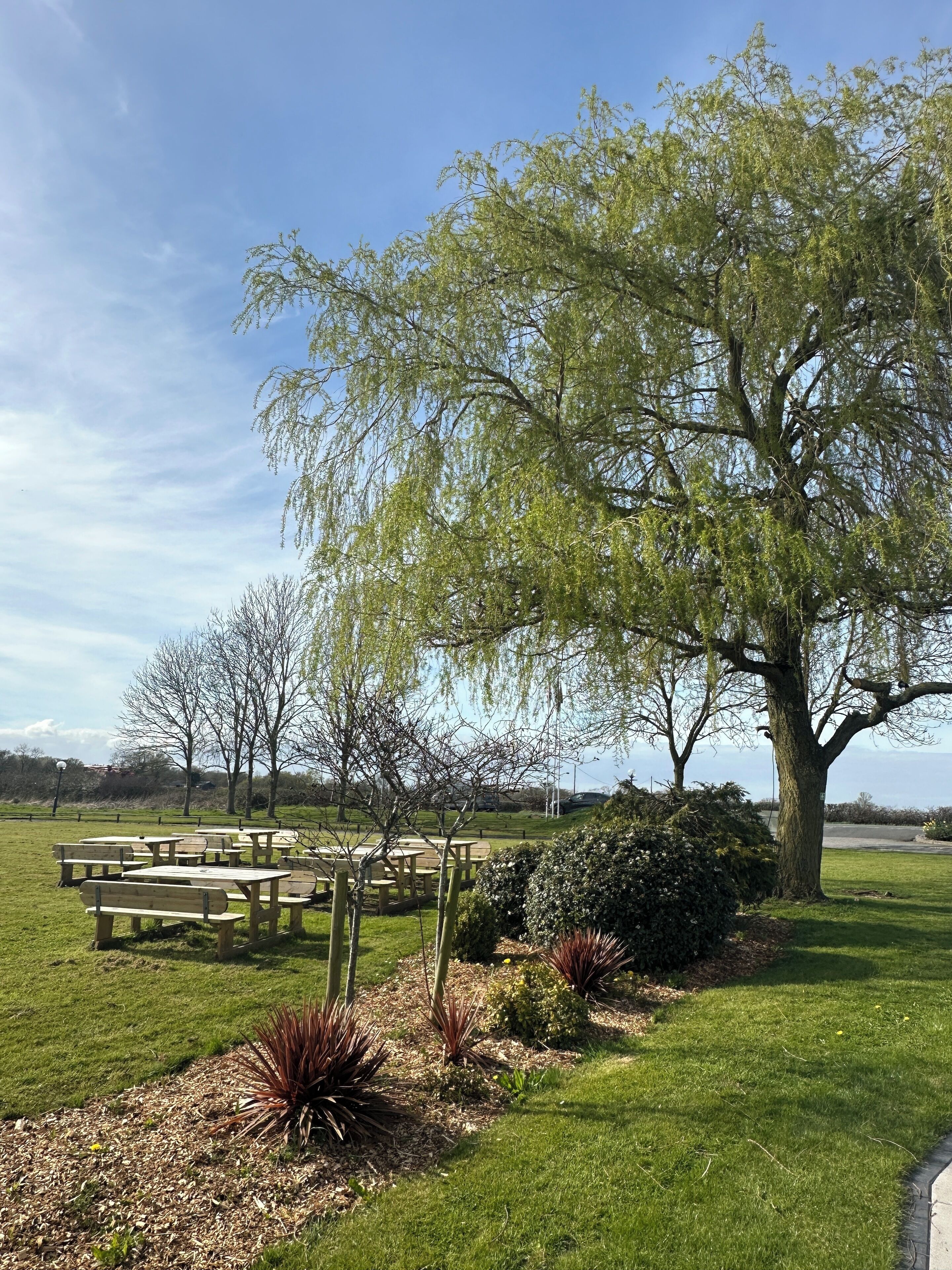 A park with picnic tables and a large tree.