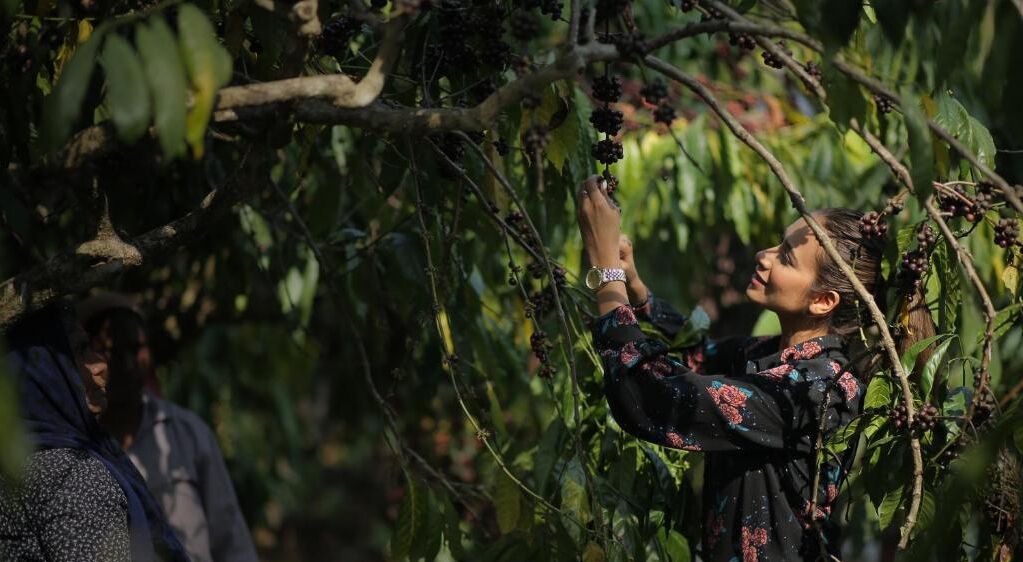 A person harvesting coffee cherries from a tree.