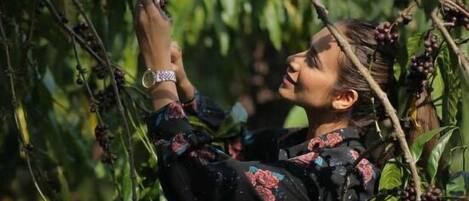 A person harvesting grapes from a vine.