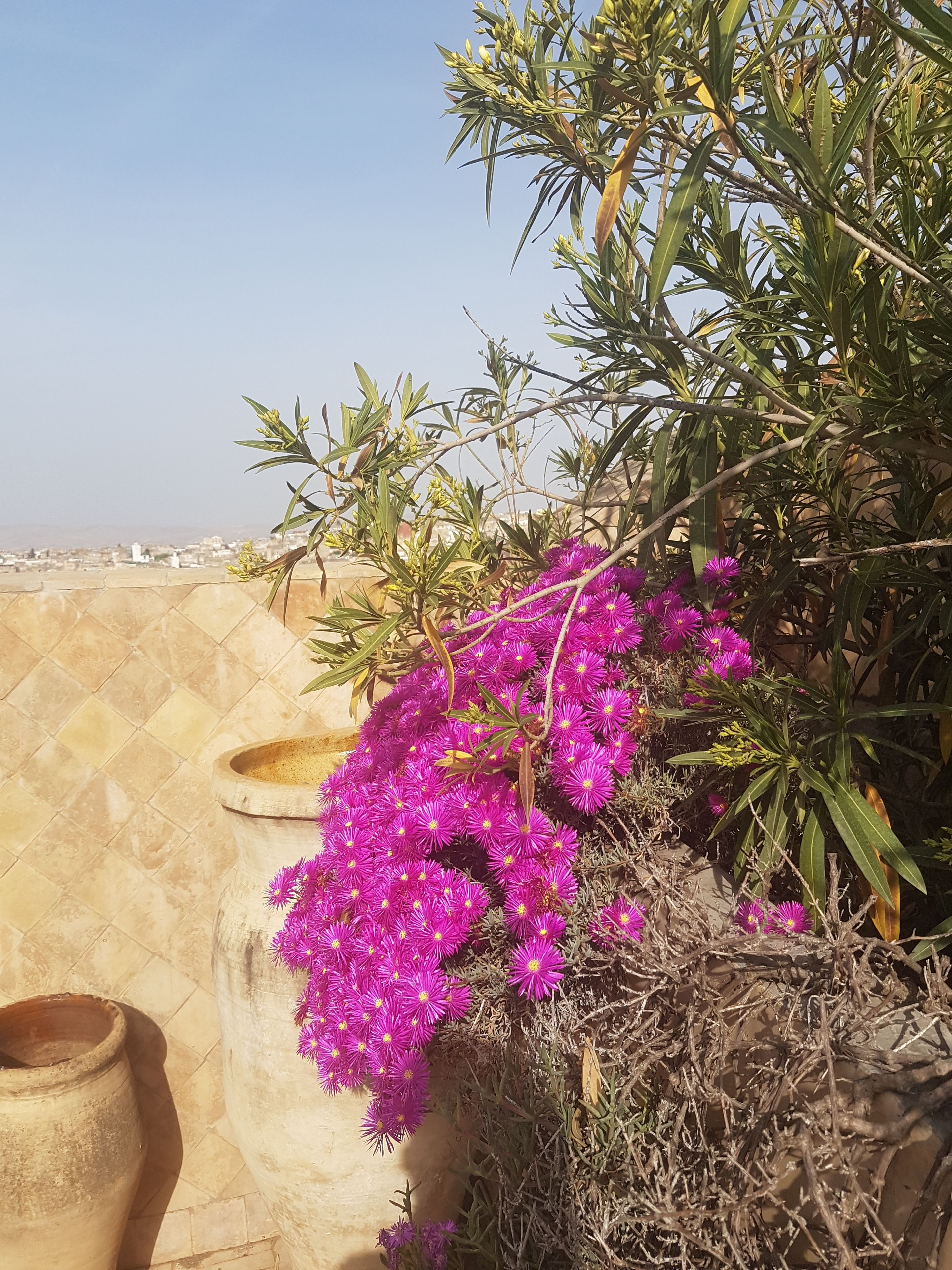 Photo - Riad Souafine