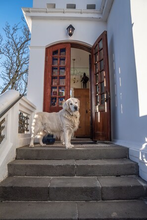 Un perro de pie sobre una escalera de piedra que conduce a una puerta de madera con paneles de vidrio.