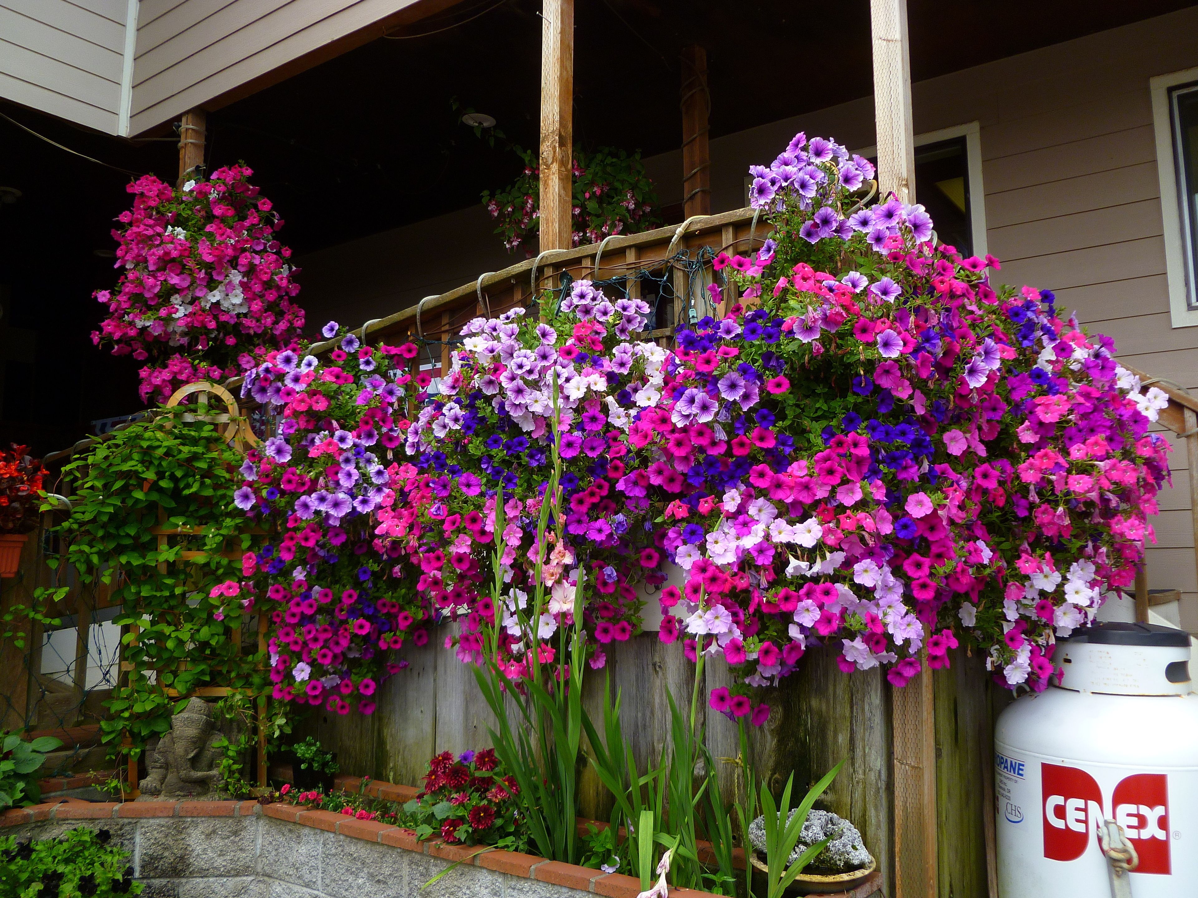 A house with a porch covered in vibrant flowers.