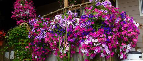 A house with a porch covered in vibrant flowers.