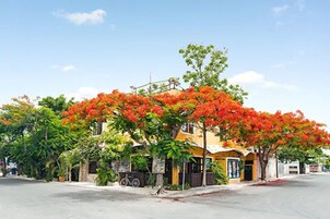 Vista de la calle con un edificio amarillo, una bicicleta estacionada adelante y un árbol con flores rojas.