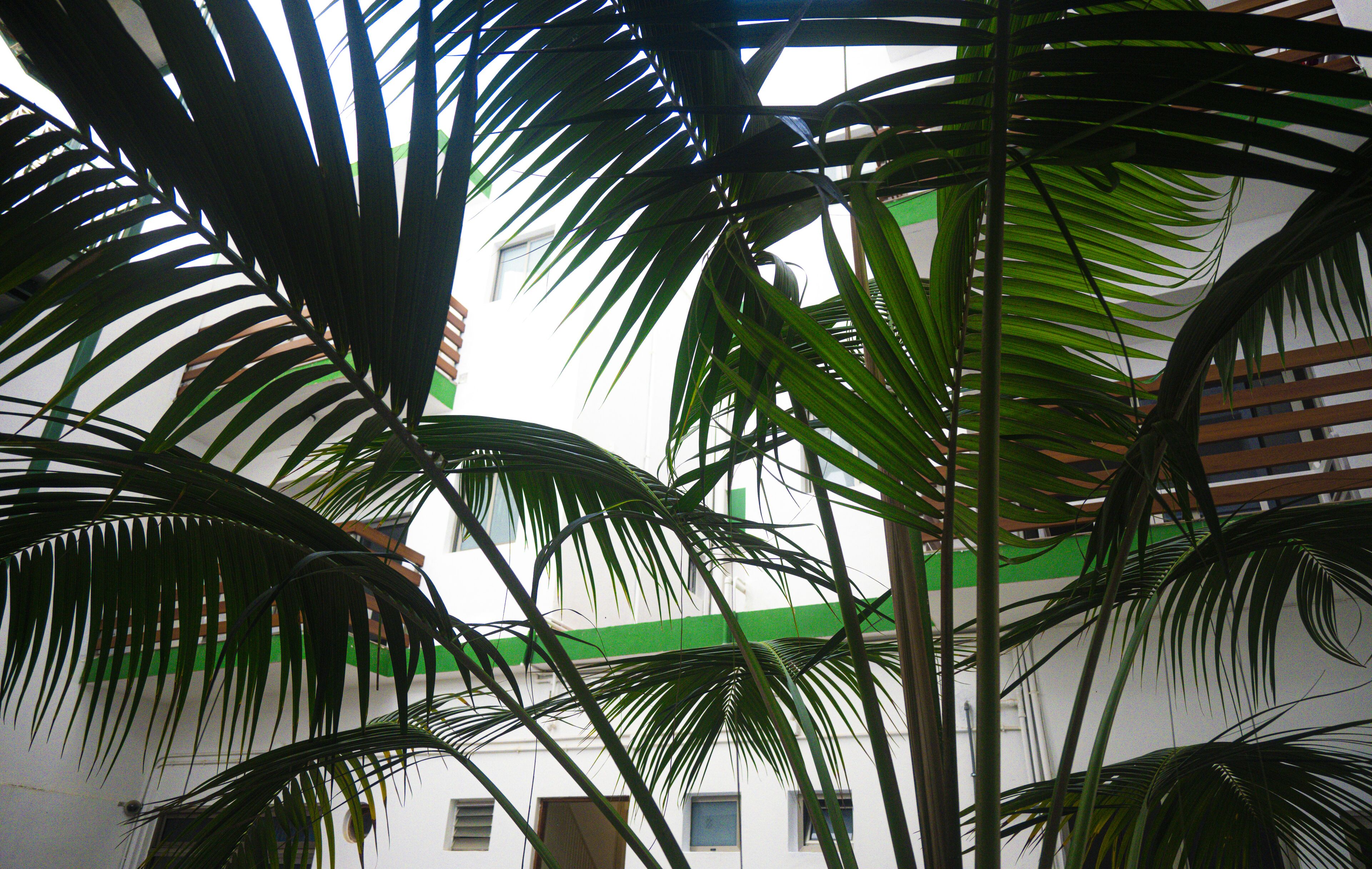 Un bâtiment à la façade verte et blanche, entouré de palmiers.