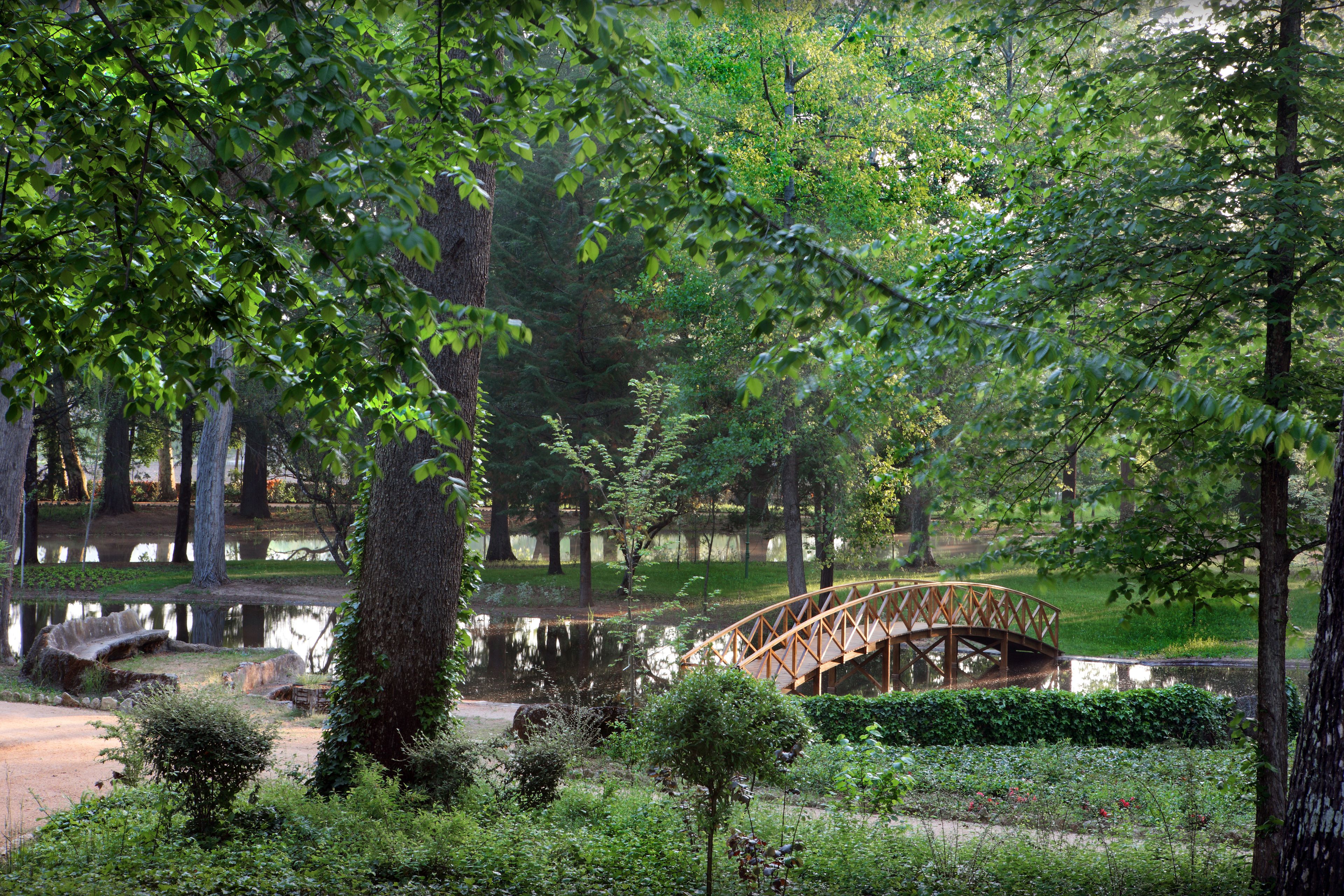 Un ponte di legno sopra uno stagno in un parco con alberi e vegetazione.