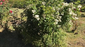 Un edificio bianco con tetto spiovente e un giardino fiorito.