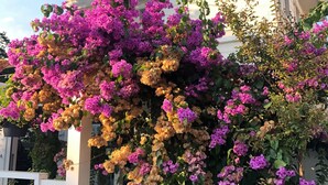 A white building with a balcony and a large flowering plant with pink and yellow blooms. - Ascot Hotel Buyukada (Adalar)