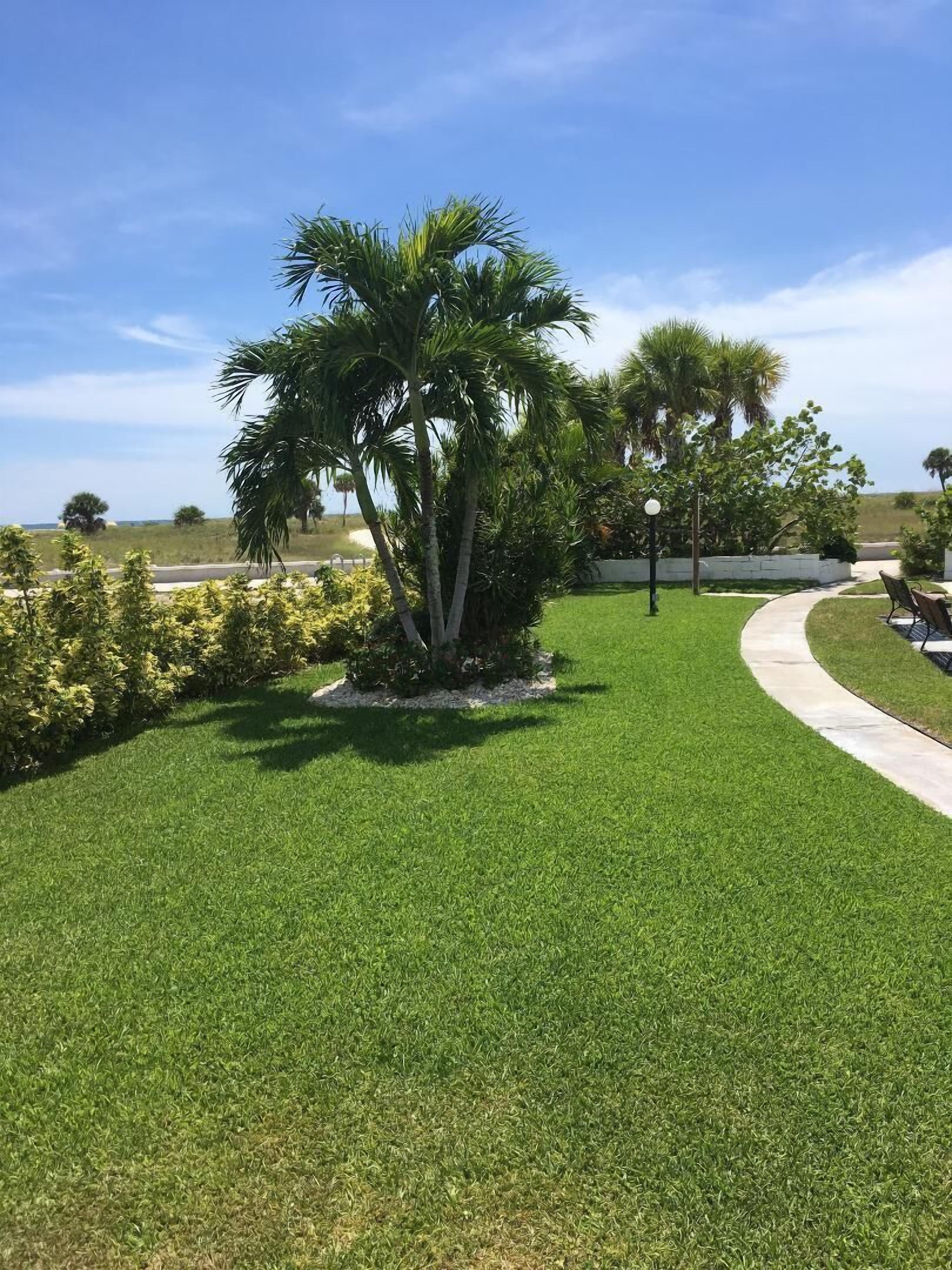 A well-maintained lawn with a palm tree and a pathway leading to a seating area.