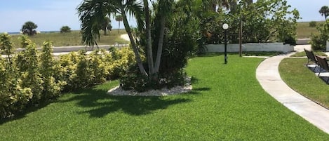A well-maintained lawn with a palm tree and a pathway leading to a seating area.