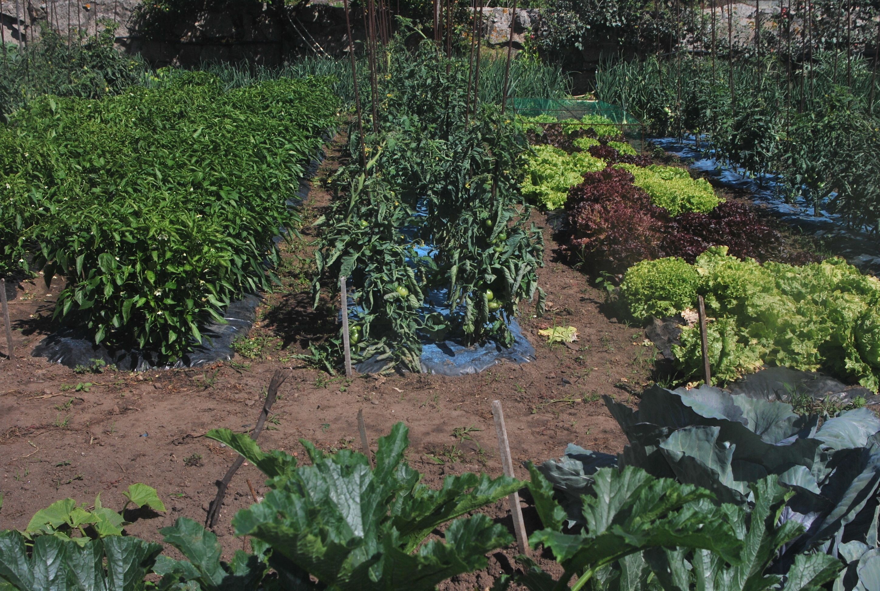 Un jardín con diversos vegetales y plantas, incluyendo tomates y verduras de hoja.