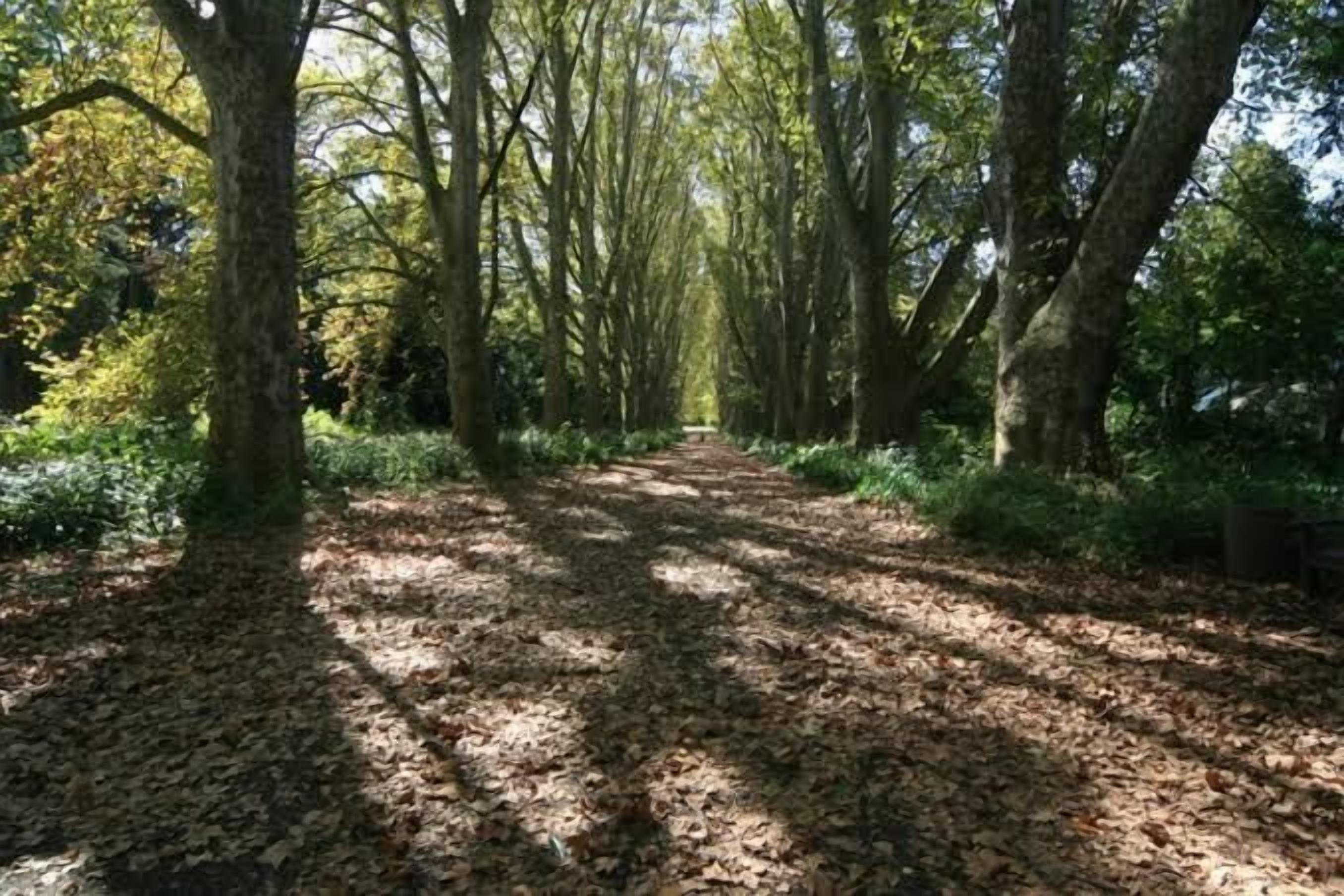 A forest path with trees on either side.