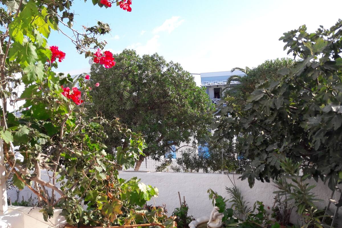 A garden with various plants and a white building in the background.