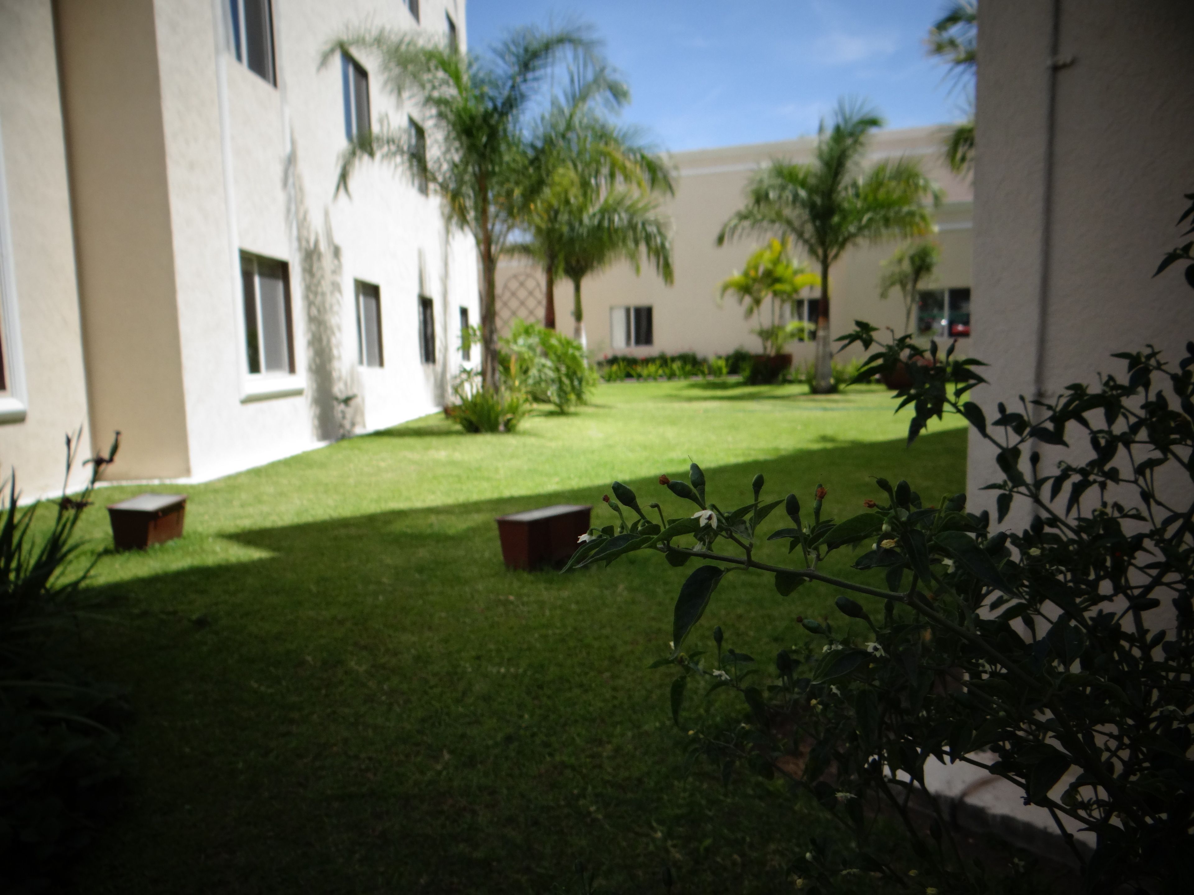 A courtyard with a well-maintained lawn, palm trees, and a building with multiple windows.