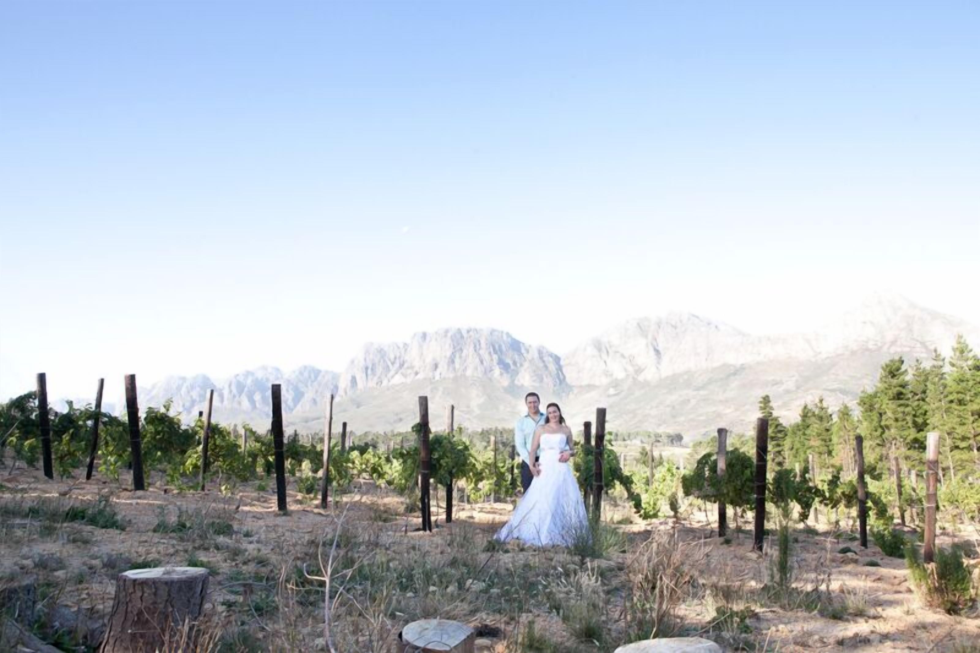 A vineyard with rows of grapevines and a mountainous backdrop.