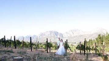 A vineyard with rows of grapevines and a mountainous backdrop.