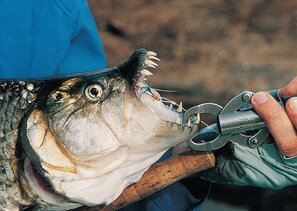 Pêche