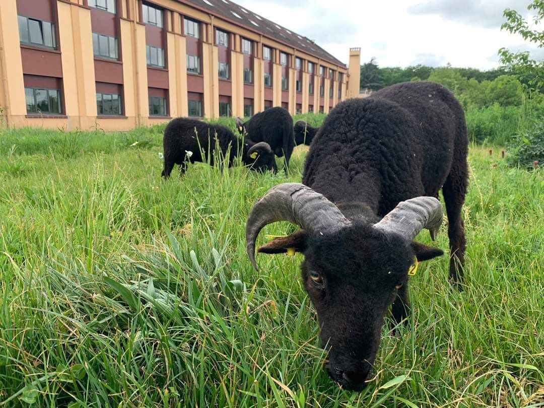 Una cabra negra pastando en un campo cubierto de hierba, con un edificio al fondo.