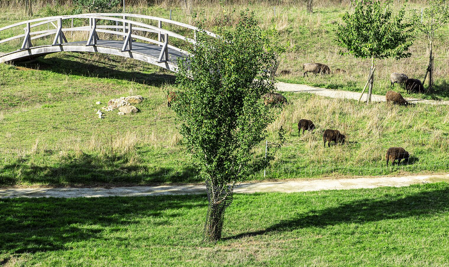 A grassy field with a wooden bridge and a few trees.