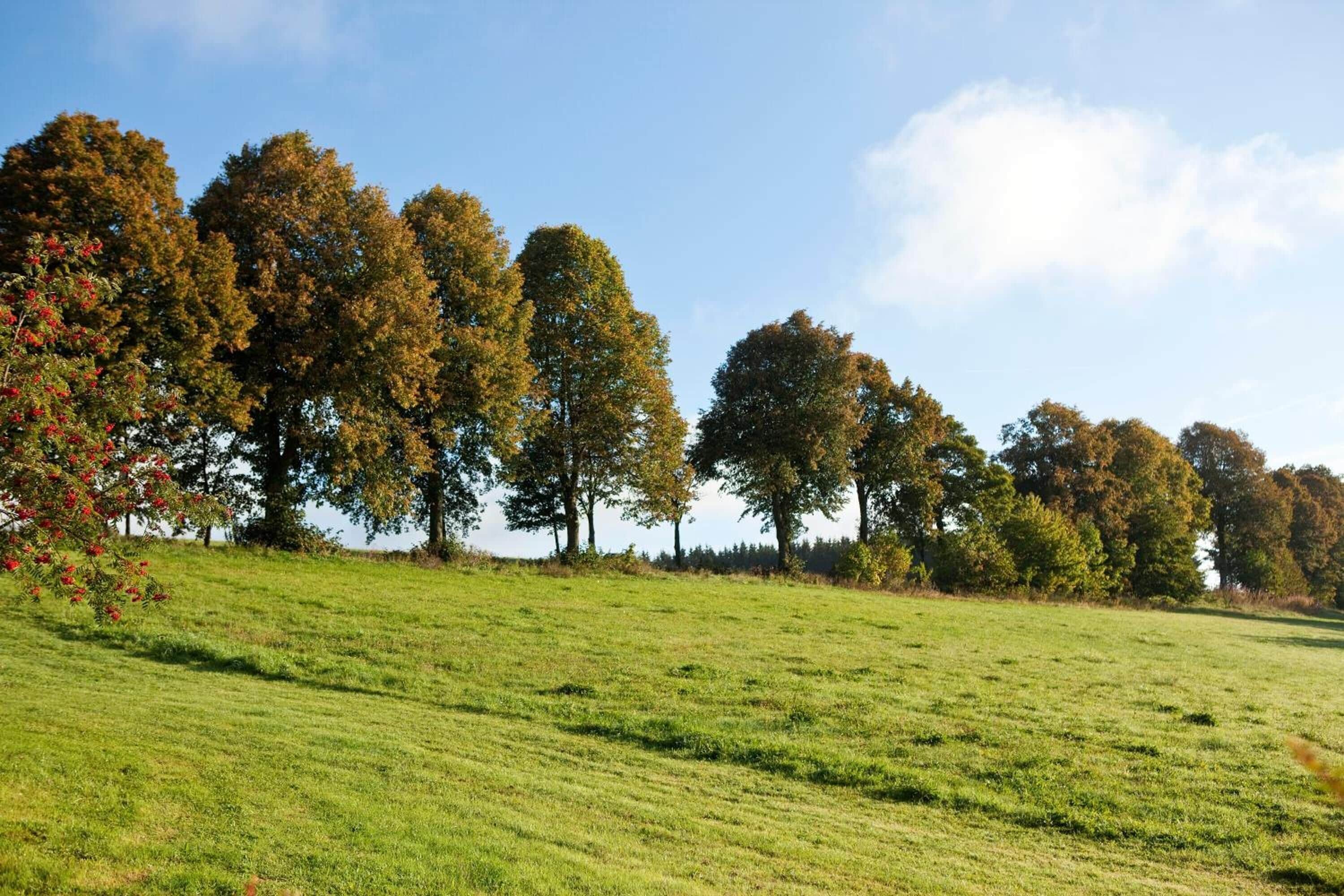 Ein grünes Feld mit Bäumen im Hintergrund.
