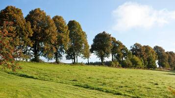 A grassy field with trees in the background.