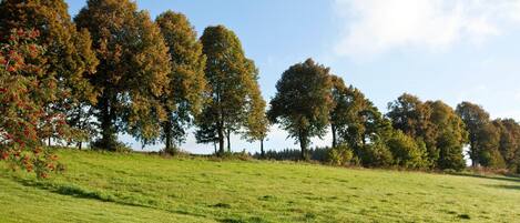 A grassy field with trees in the background.