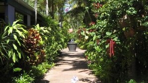 A garden pathway with a water feature in the foreground, surrounded by lush tropical vegetation and palm trees. - Pink Flamingo Resort (Port Douglas)