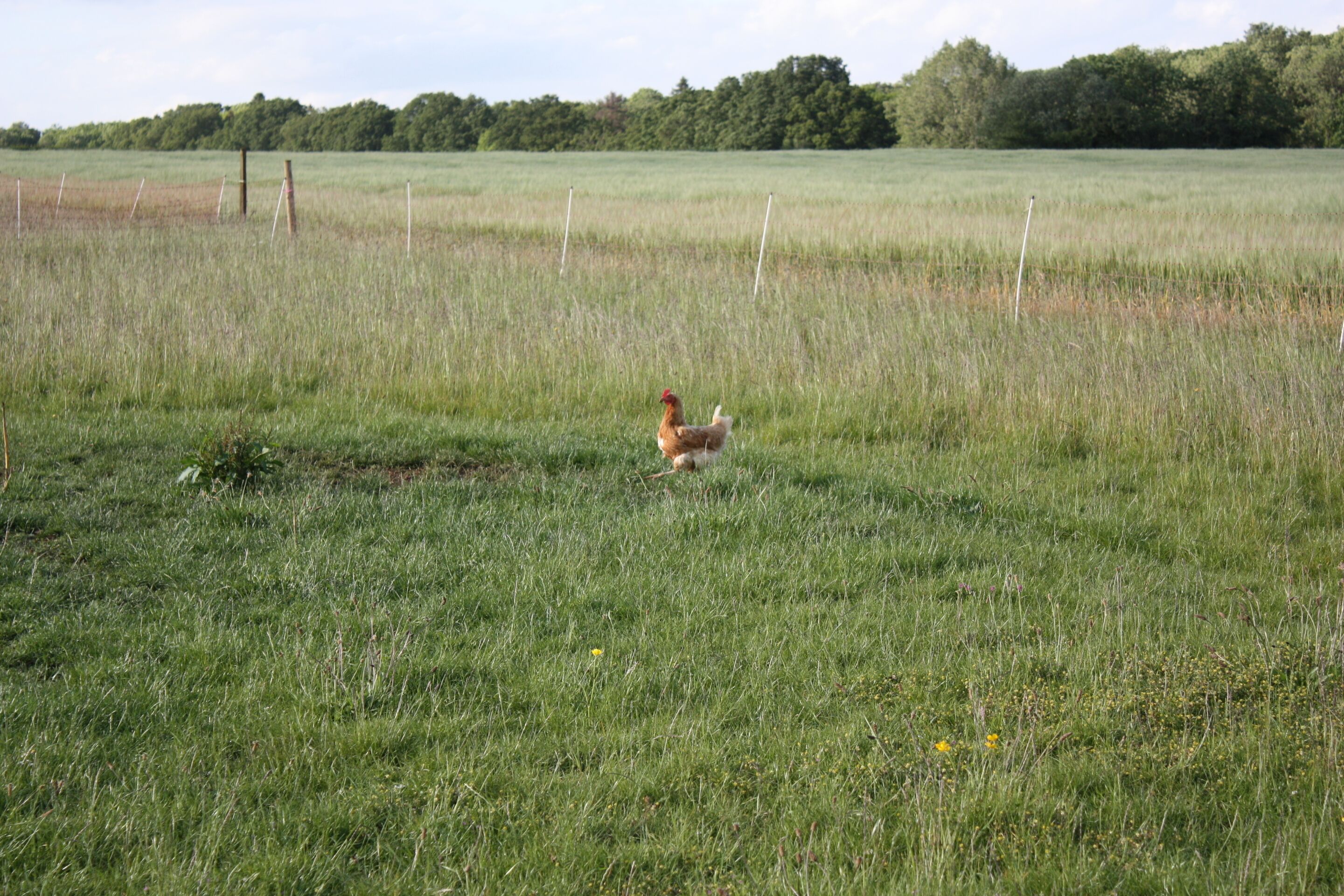 A rural field with a chicken in the center.