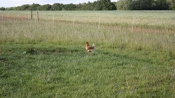 A rural field with a chicken in the center.