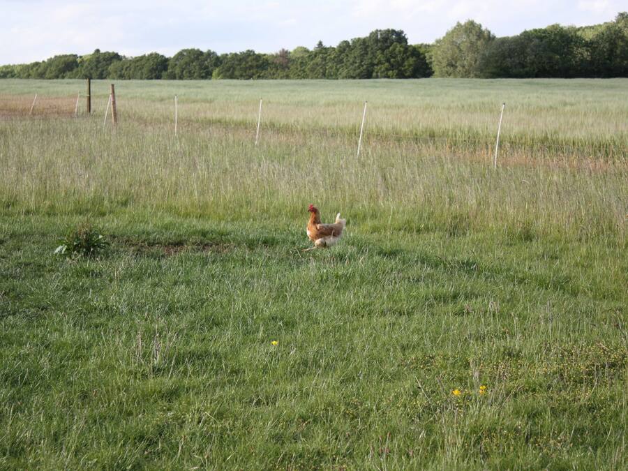 A rural field with a chicken in the center.