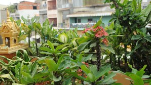 A courtyard with lush green plants and a golden structure. - Dara Reang Sey Hotel Phnom Penh (Phnom Penh)