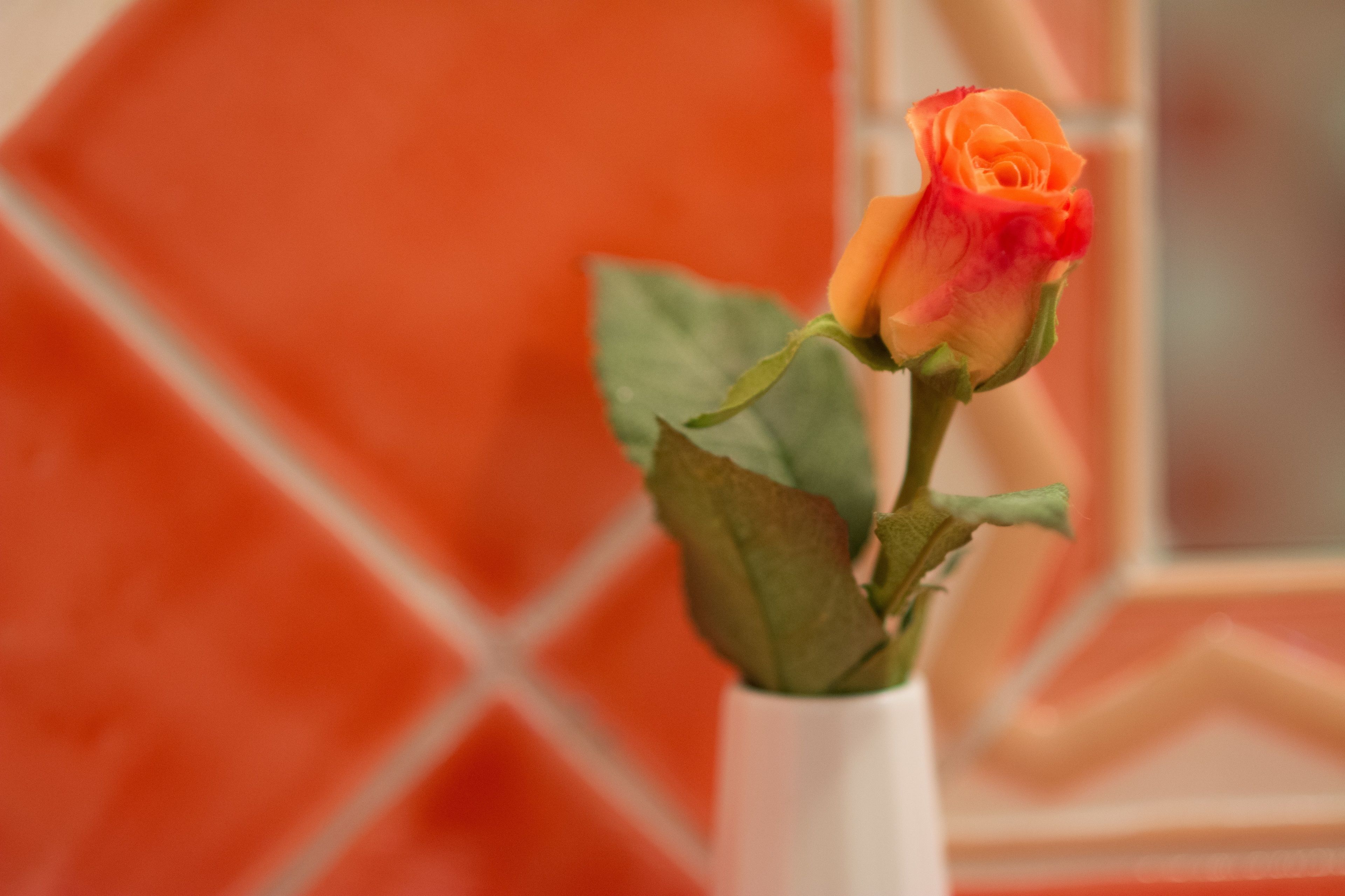 A single orange rose in a white vase against a red background.