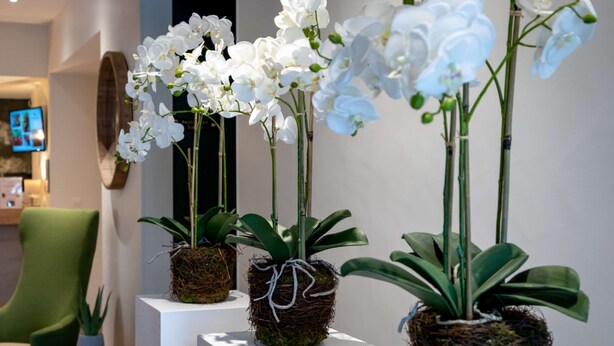Varias orquídeas blancas en cestas tejidas sobre pedestales blancos en un espacio interior moderno.