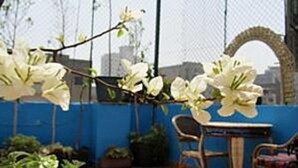 A patio area with a table and chairs, a blue wall, and white flowers. - Arabian Nights Hotel (Cairo)