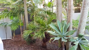 Um jardim com diversas plantas e árvores tropicais, incluindo palmeiras e plantas de agave.